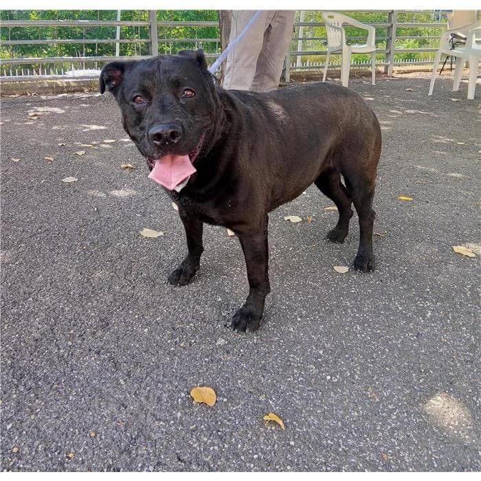 Ayra, Nero female senior mixed breed for adoption at Canile della Muratella, Roma
