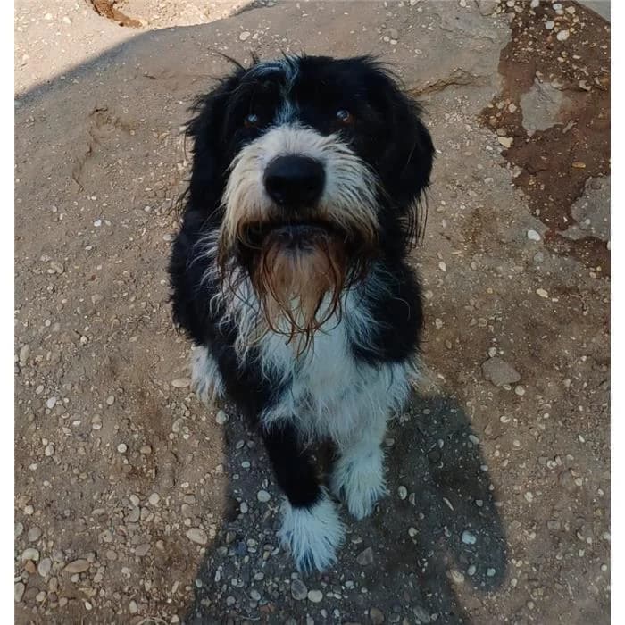 Gek, Nero Bianco male 6yo mixed breed for adoption at Canile della Muratella, Roma