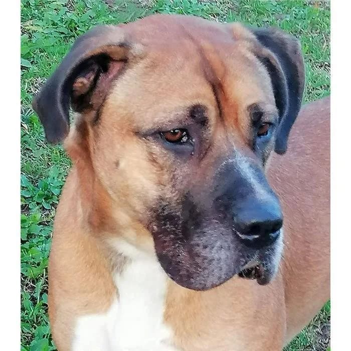 Tito, fulvo bianco male Cane Corso for adoption at Canile della Muratella, Roma