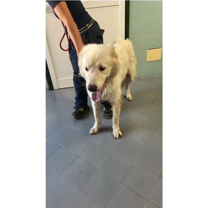 Spick, Bianco male 7yo mixed breed for adoption at Canile della Muratella, Roma