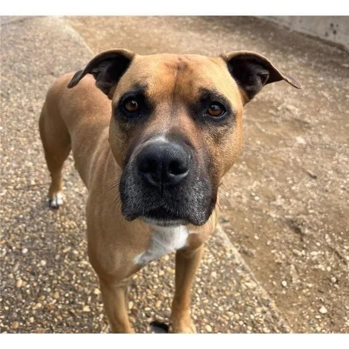 Ettore, Fulvo male American Staffordshire Terrier for adoption at Canile della Muratella, Roma