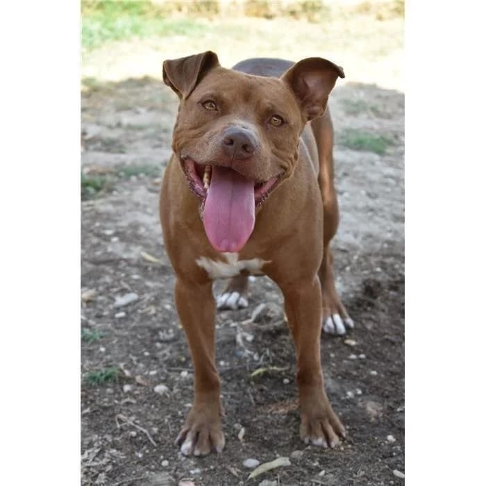 Cid, Fulvo male 7yo Pit Bull Terrier for adoption at Canile della Muratella, Roma