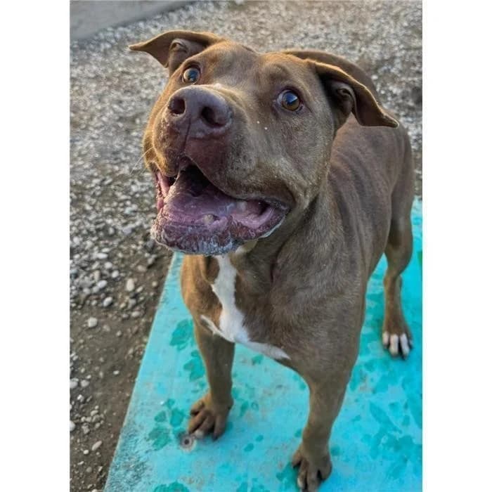 Raul, Fulvo male senior Pit Bull Terrier for adoption at Canile della Muratella, Roma