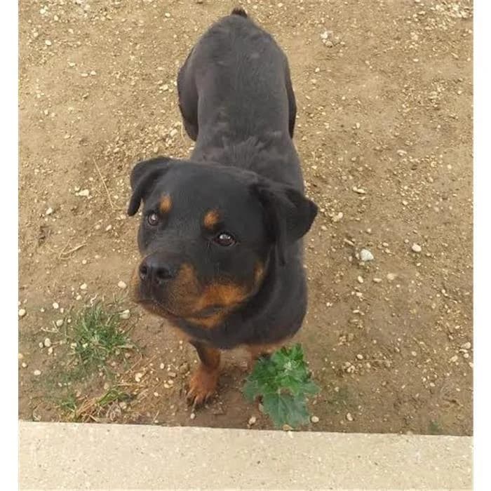 Keta, Nero Focato female 7yo Rottweiler for adoption at Canile della Muratella, Roma