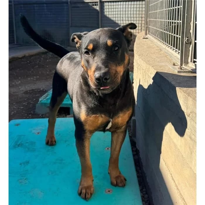 Odino, Nero Focato male 6yo mixed breed for adoption at Canile della Muratella, Roma