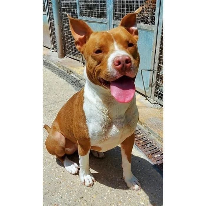 Kinder, bianco marrone male senior Pit Bull Terrier for adoption at Canile della Muratella, Roma