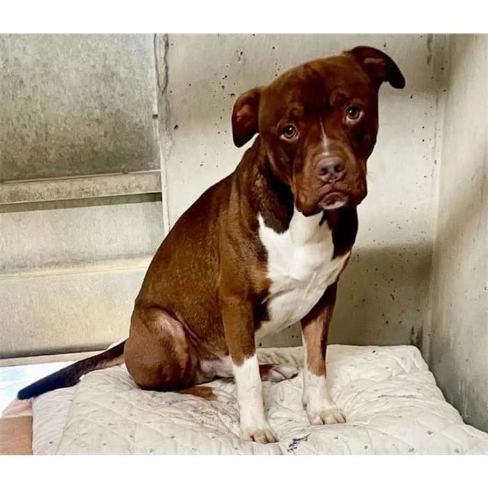 Taz, marrone bianco male 4yo Pit Bull Terrier for adoption at Canile della Muratella, Roma
