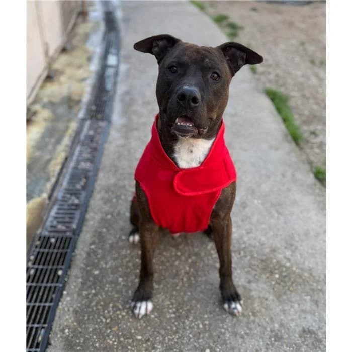 Ares, Tigrato male 6yo Pit Bull Terrier for adoption at Canile della Muratella, Roma
