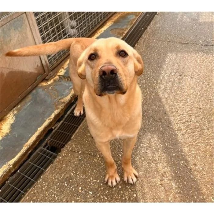 Zikiti, beige male 6yo Labrador Retriever for adoption at Canile della Muratella, Roma