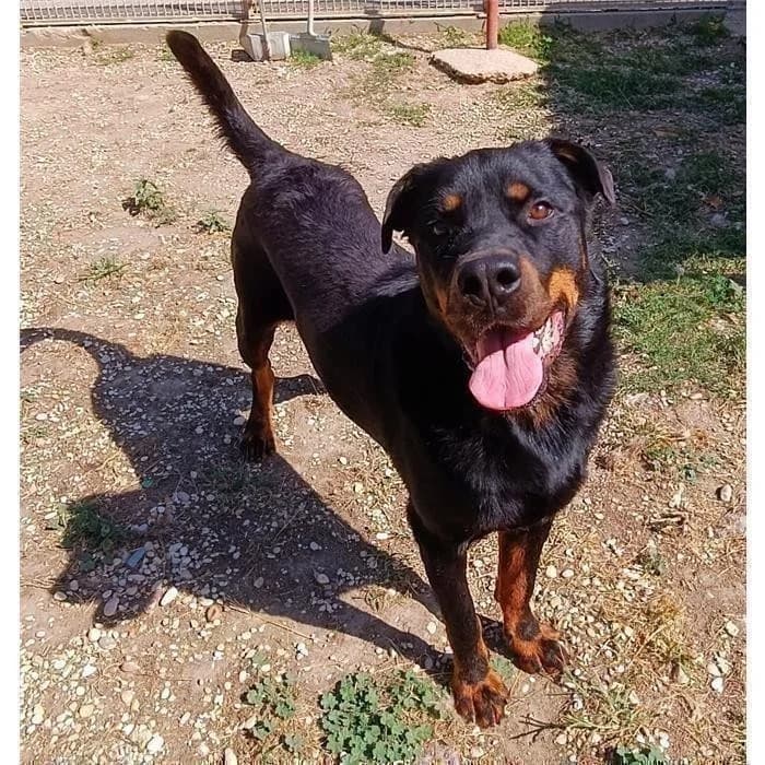 Teo, Nero Focato male senior Rottweiler for adoption at Canile della Muratella, Roma