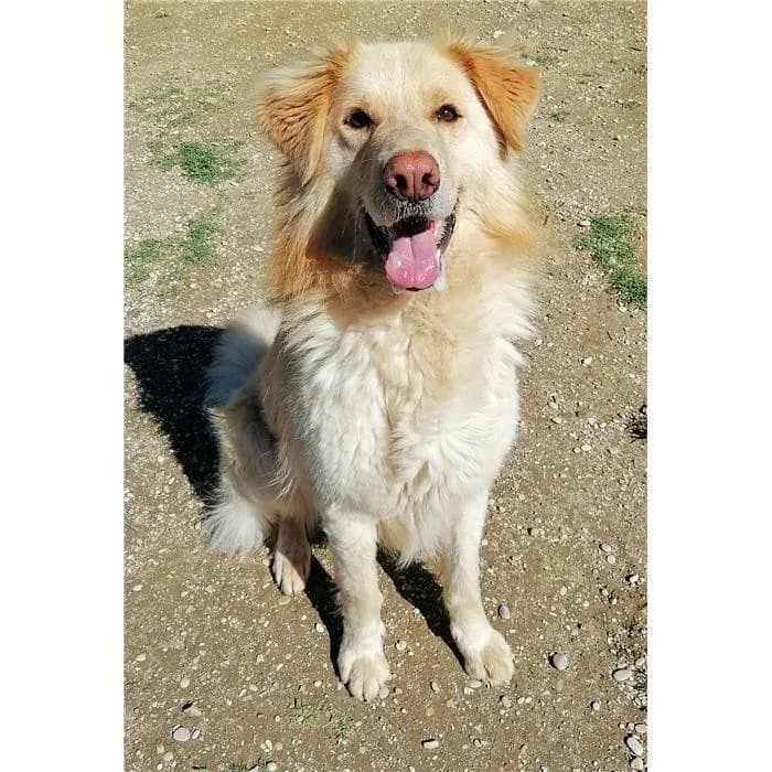 Frank, Fulvo male Golden Retriever for adoption at Canile della Muratella, Roma
