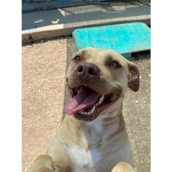 Zara, Fulvo female 4yo Pit Bull Terrier for adoption at Canile della Muratella, Roma