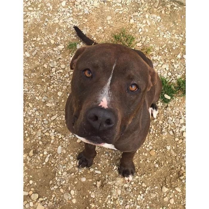 Amedeo, marrone bianco male senior Pit Bull Terrier for adoption at Canile della Muratella, Roma