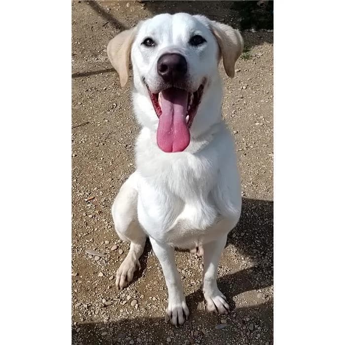 Winter, Bianco male 4yo Labrador Retriever for adoption at Canile della Muratella, Roma