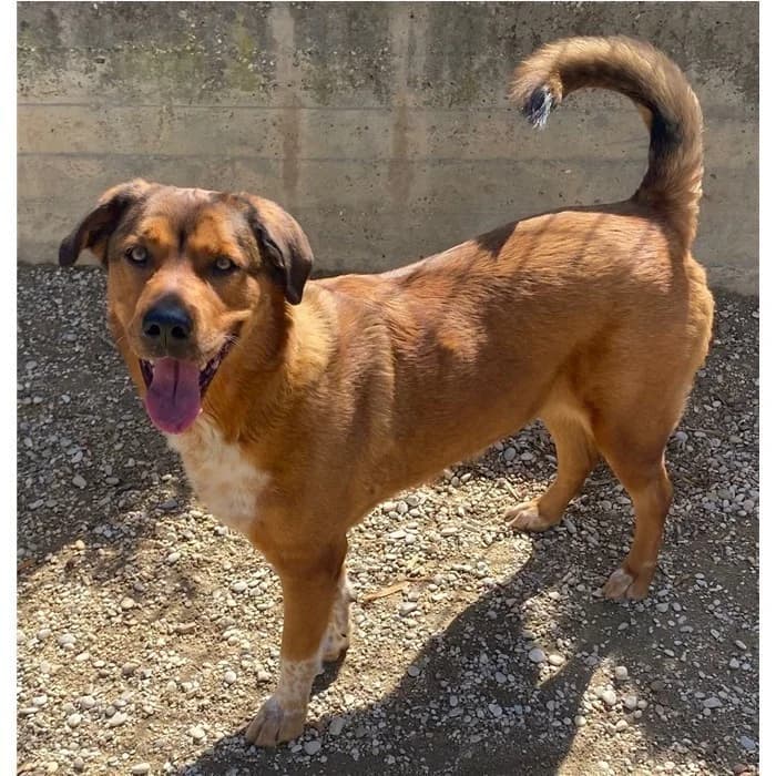 Melinda/rosa, fulvo focato female 6yo mixed breed for adoption at Canile della Muratella, Roma