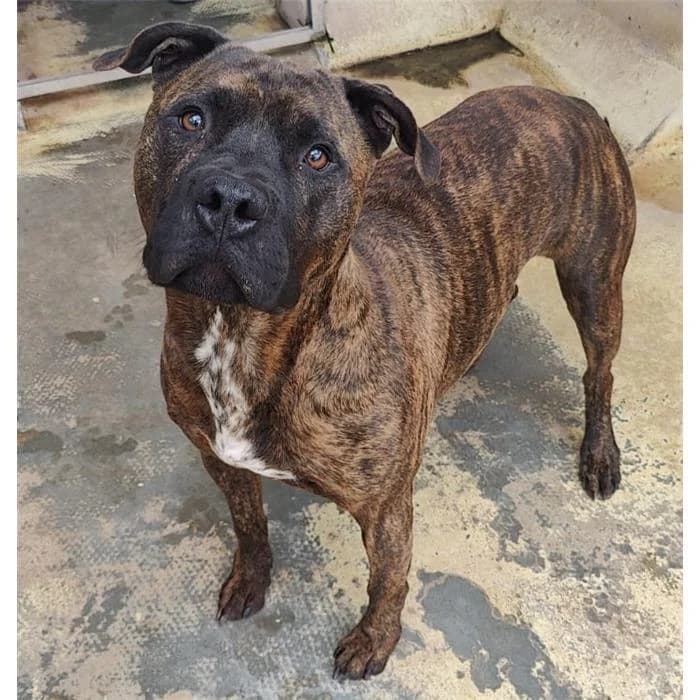 Jimmy Il Tigrato, Tigrato male 6yo Pit Bull Terrier for adoption at Canile della Muratella, Roma