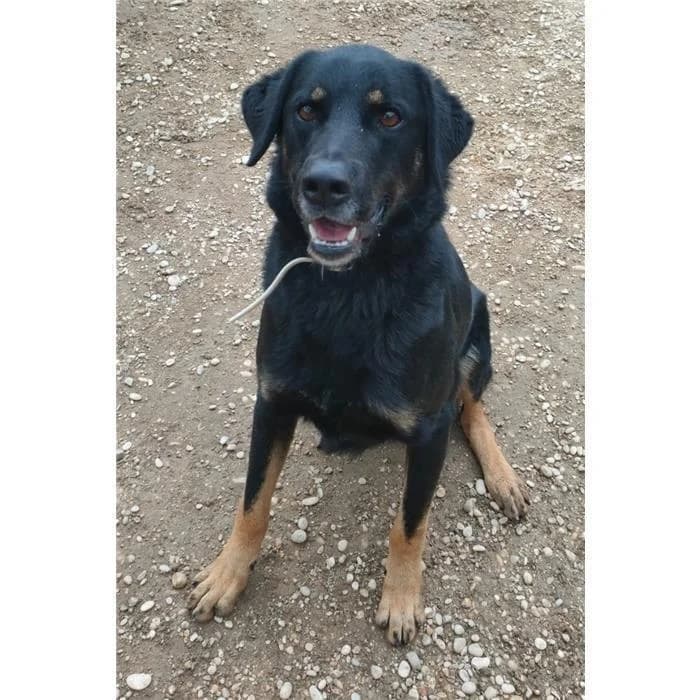 Giordano, Nero Focato male 6yo Rottweiler for adoption at Canile della Muratella, Roma