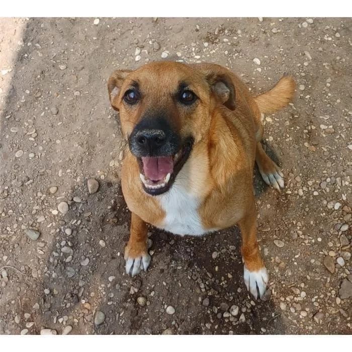 Nocciolino, fulvo bianco male 6yo mixed breed for adoption at Canile della Muratella, Roma