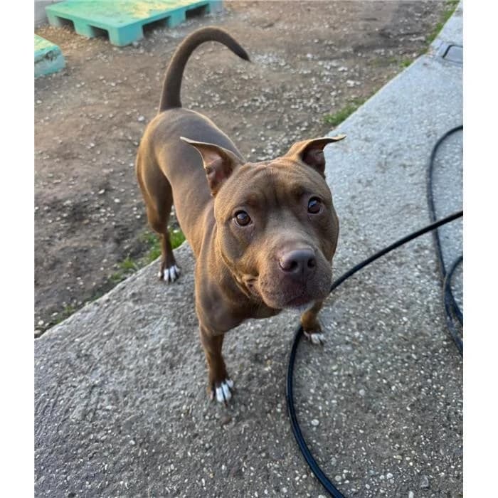 Kelly, marrone bianco female 3yo Pit Bull Terrier for adoption at Canile della Muratella, Roma