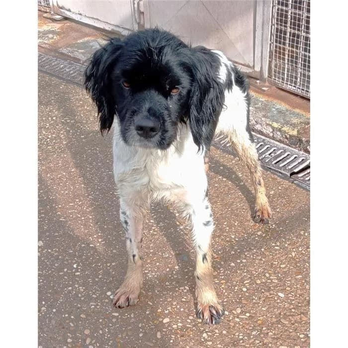 Vecna, Nero Bianco male 4yo mixed breed for adoption at Canile della Muratella, Roma