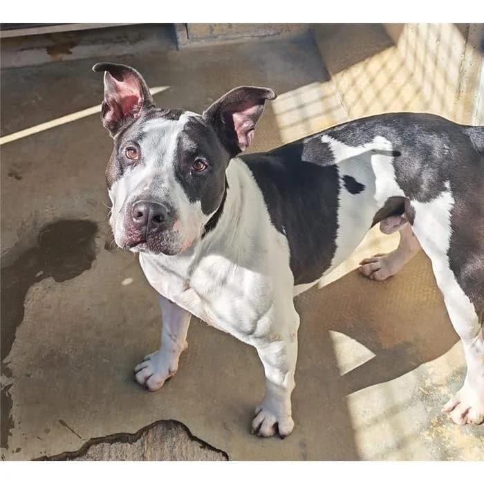 Duke, Bianco Nero male 5yo Pit Bull Terrier for adoption at Canile della Muratella, Roma
