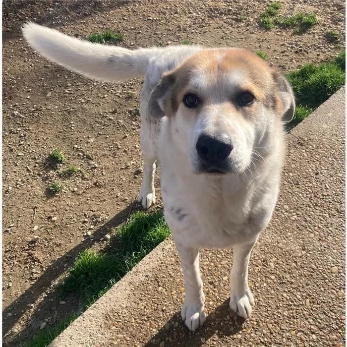 Aldo/priamo, tricolore male 4yo mixed breed for adoption at Canile della Muratella, Roma