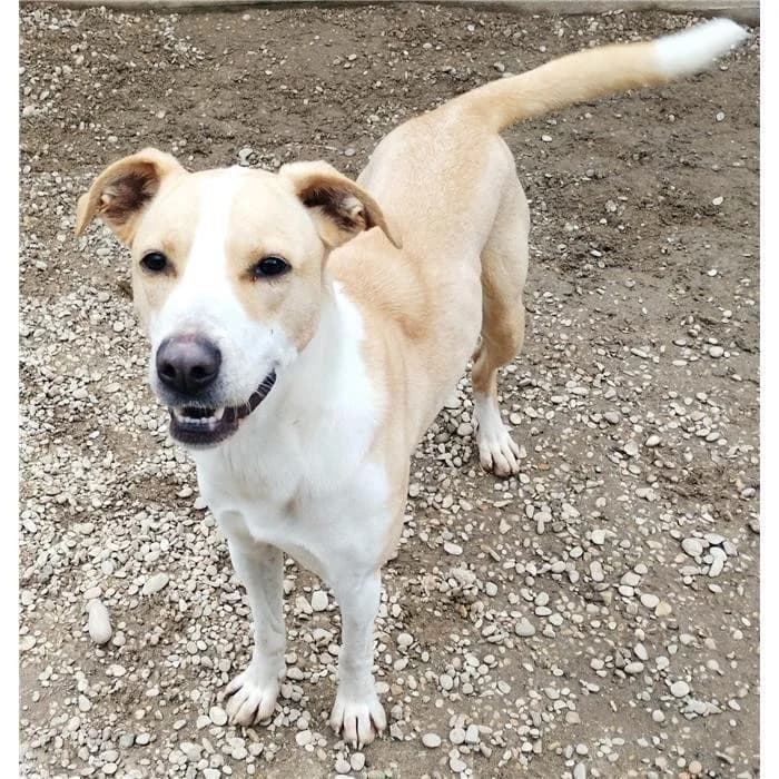 Shakira, beige bianco female 3yo mixed breed for adoption at Canile della Muratella, Roma