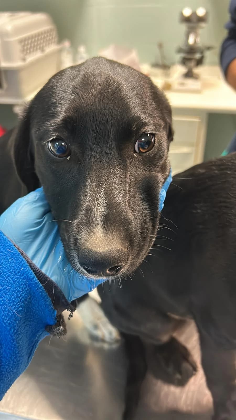 Mia, Nero Bianco female 3yo mixed breed for adoption at Canile della Muratella, Roma