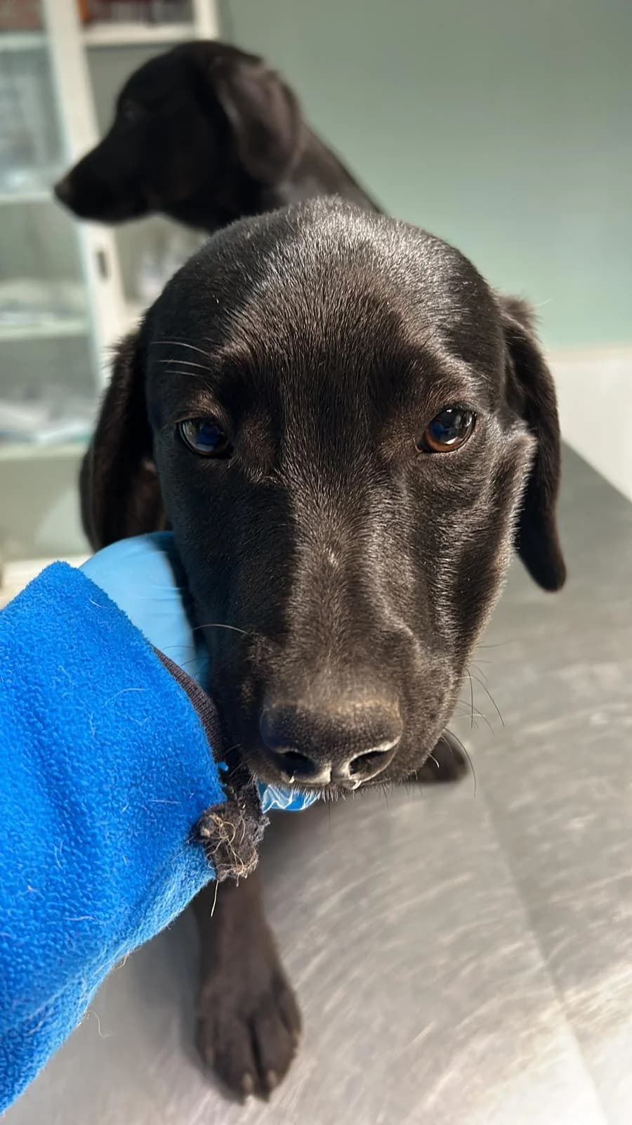 Maya, Nero Bianco female 3yo mixed breed for adoption at Canile della Muratella, Roma