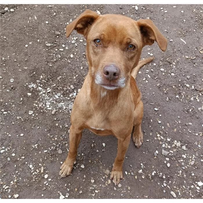 Margot, Fulvo female senior Pit Bull Terrier for adoption at Canile della Muratella, Roma