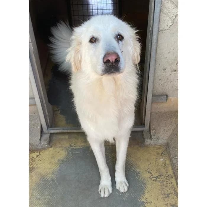 Gandalf Bianco, Bianco male 3yo mixed breed for adoption at Canile della Muratella, Roma