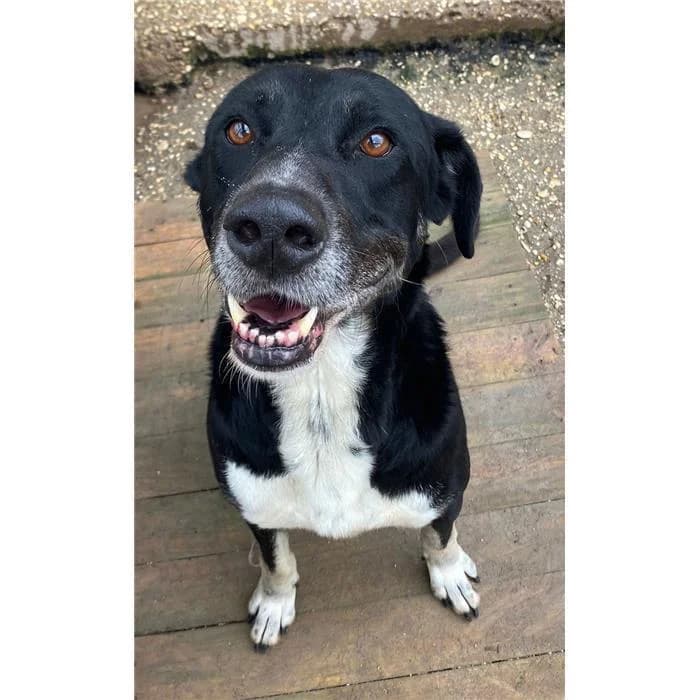 Nut, Nero Bianco male senior mixed breed for adoption at Canile della Muratella, Roma