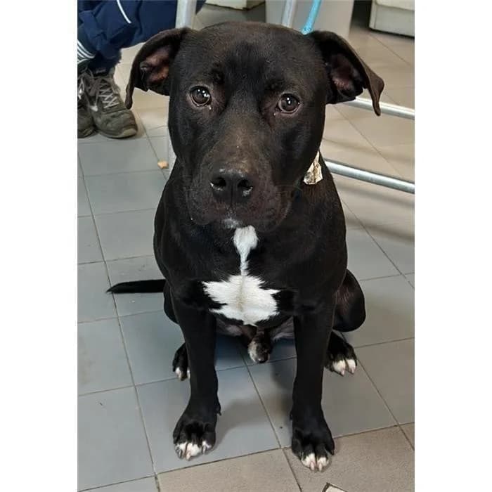 Dino, Nero Bianco male 5yo Pit Bull Terrier for adoption at Canile della Muratella, Roma