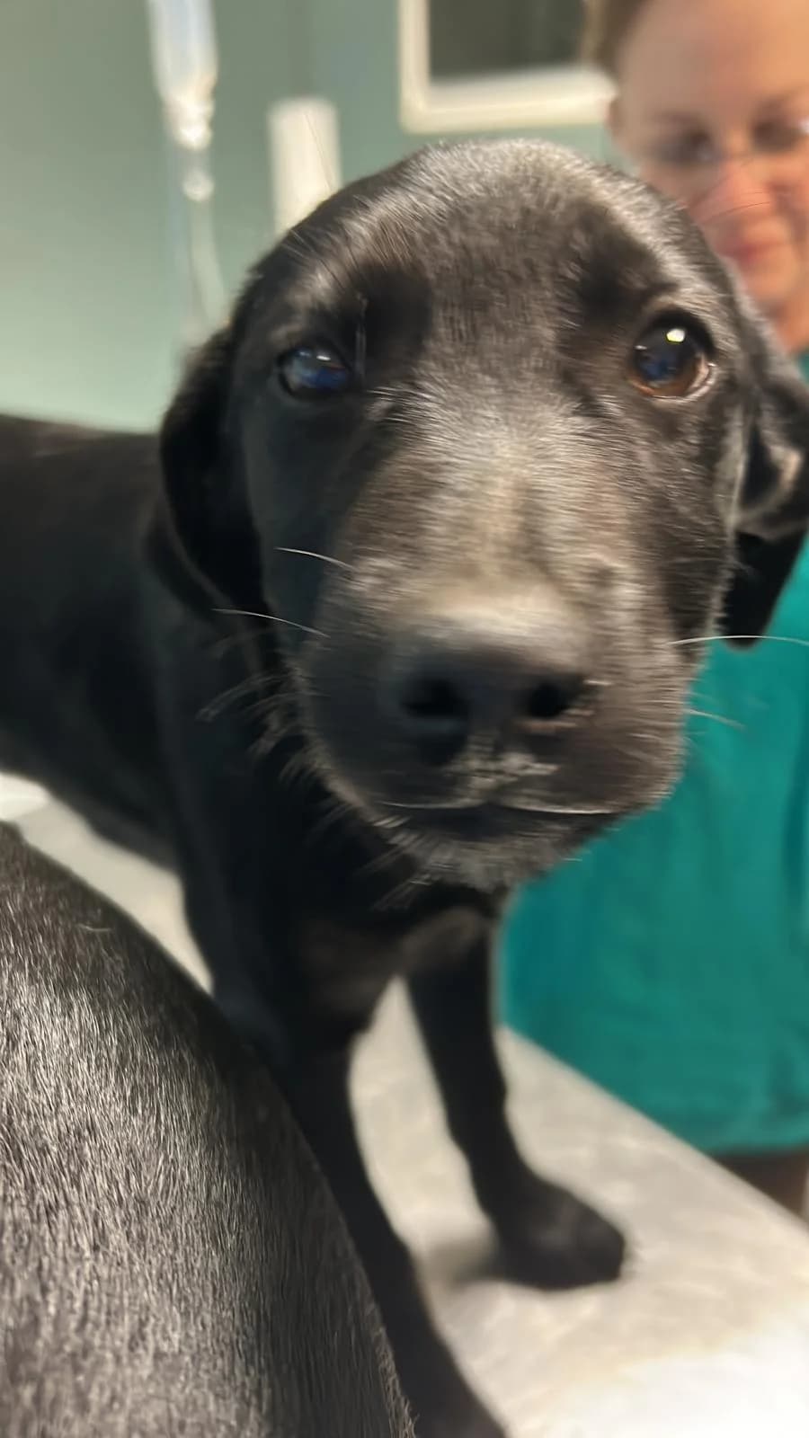 Daisy, Nero female 3yo mixed breed for adoption at Canile della Muratella, Roma