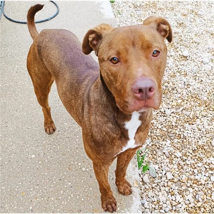 Marzio, marrone tigrato male 4yo Pit Bull Terrier for adoption at Canile della Muratella, Roma
