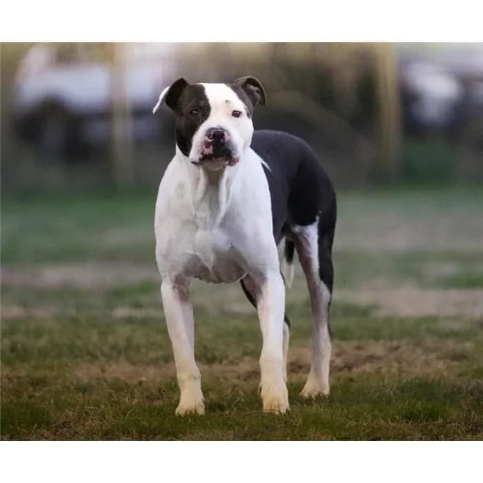 Ottavio, Nero Bianco male senior Pit Bull Terrier for adoption at Canile della Muratella, Roma