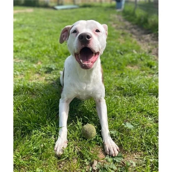 Frollo, bianco marrone male 4yo Pit Bull Terrier for adoption at Canile della Muratella, Roma