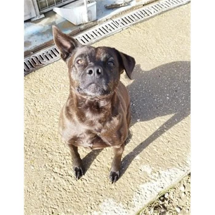 Osvaldo, Nero male 5yo Pit Bull Terrier for adoption at Canile della Muratella, Roma