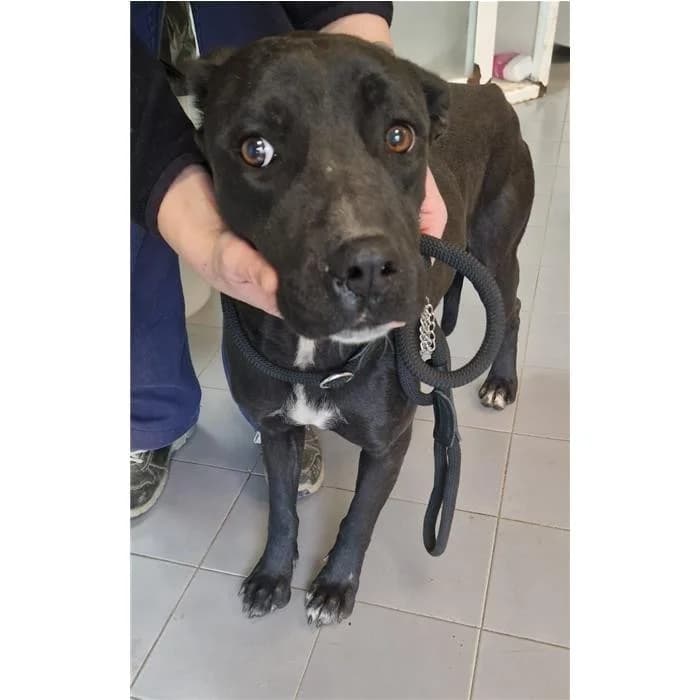 Naausica, Nero female 6yo mixed breed for adoption at Canile della Muratella, Roma