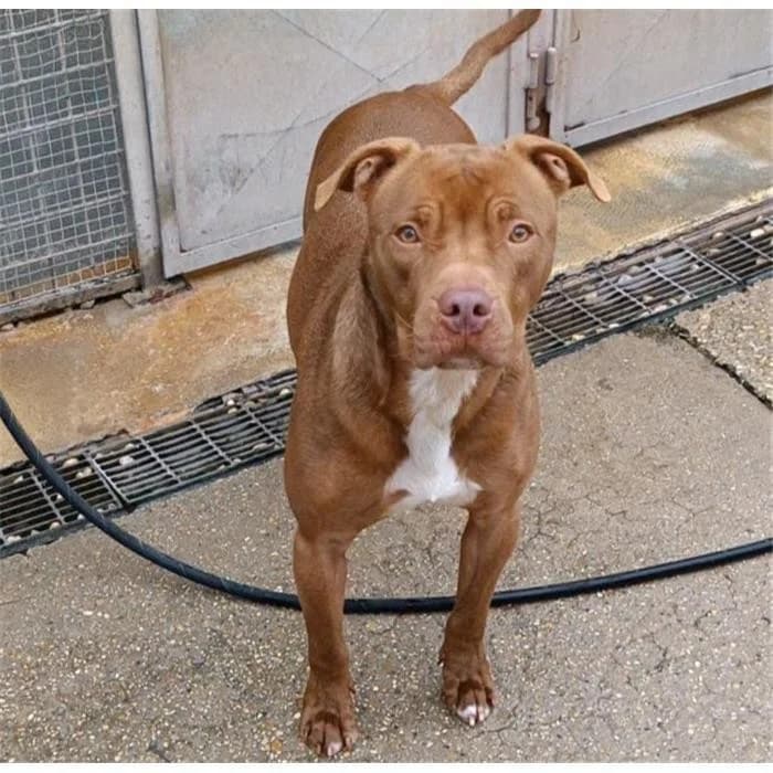 Machete, fulvo bianco male 5yo Pit Bull Terrier for adoption at Canile della Muratella, Roma