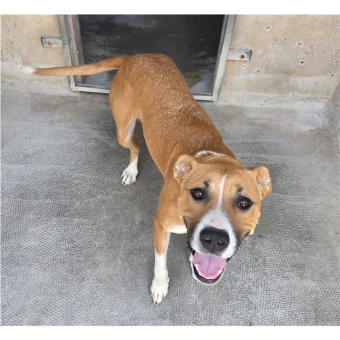 Buena, Bianco Fulvo female 5yo mixed breed for adoption at Canile della Muratella, Roma