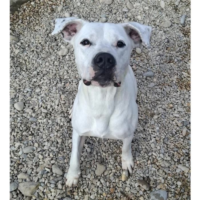 Bruce, Bianco Nero male 6yo Pit Bull Terrier for adoption at Canile della Muratella, Roma