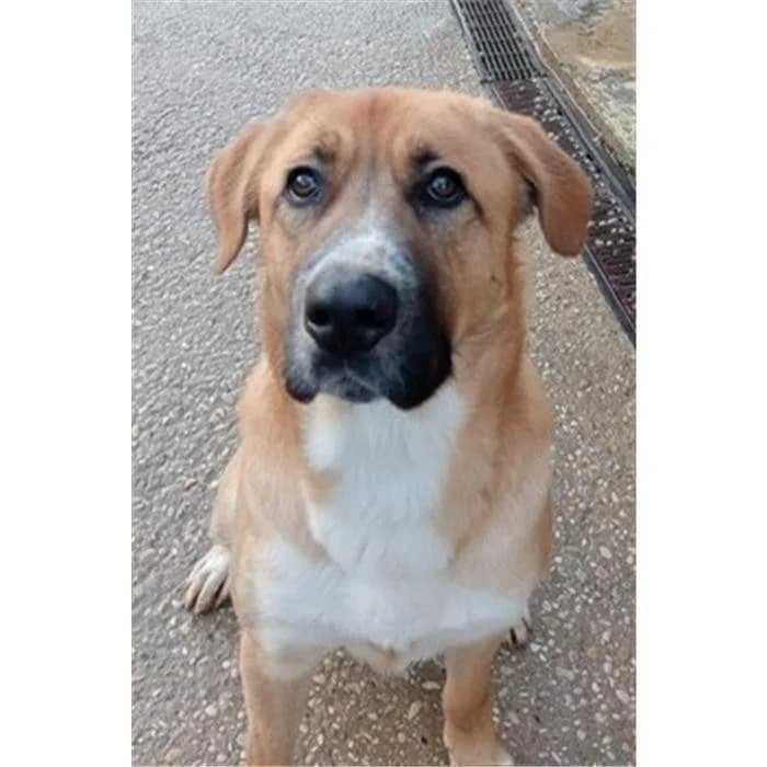Hopper, fulvo bianco male 3yo mixed breed for adoption at Canile della Muratella, Roma