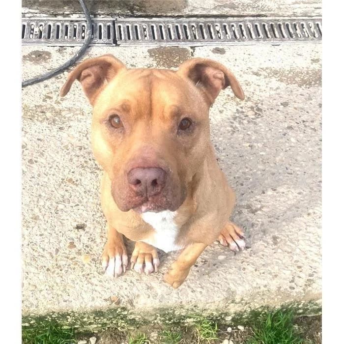 Ventidue, Marrone male 6yo Pit Bull Terrier for adoption at Canile della Muratella, Roma