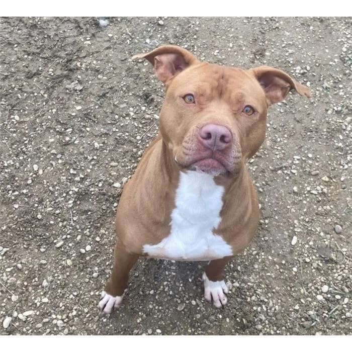 Faustino, Fulvo male 5yo Pit Bull Terrier for adoption at Canile della Muratella, Roma
