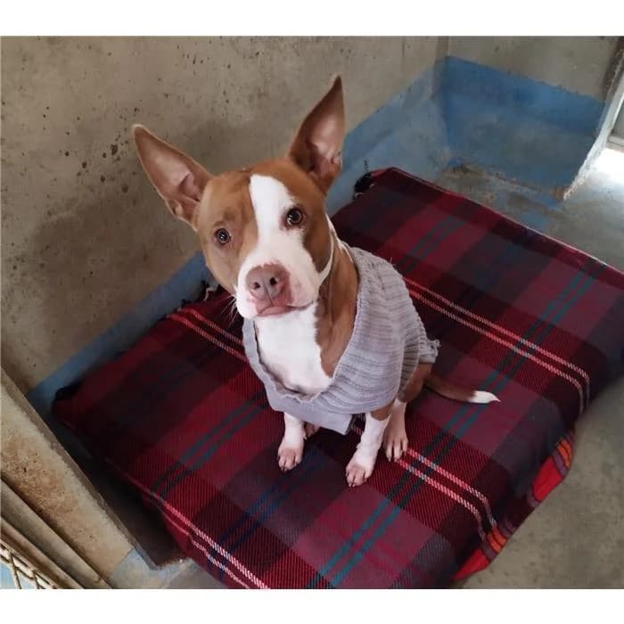 Cassandra, fulvo bianco female 5yo Pit Bull Terrier for adoption at Canile della Muratella, Roma