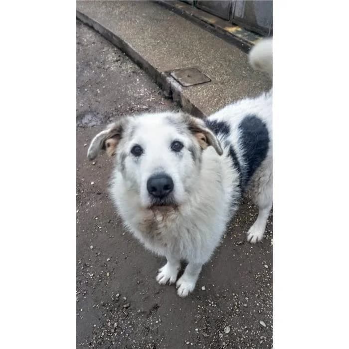 Garp, Bianco Nero male 4yo mixed breed for adoption at Canile della Muratella, Roma