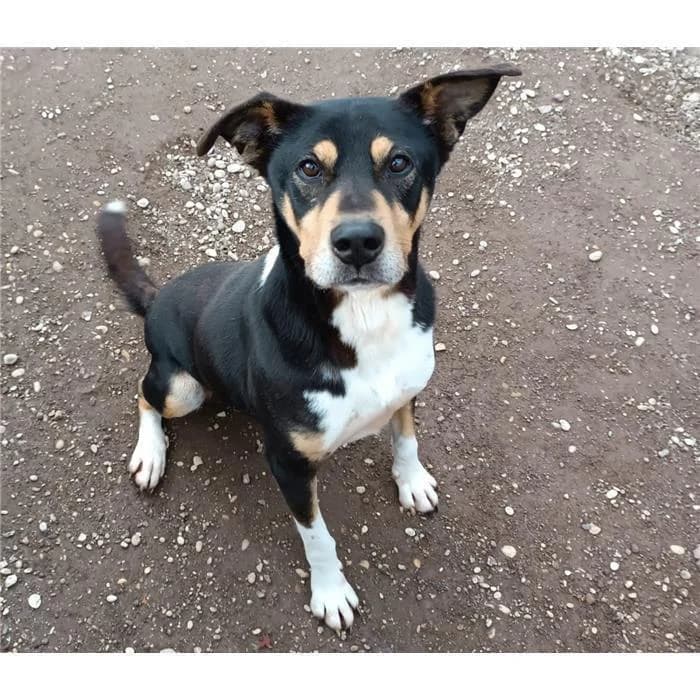 Ugo, tricolore male 7yo Pit Bull Terrier for adoption at Canile della Muratella, Roma
