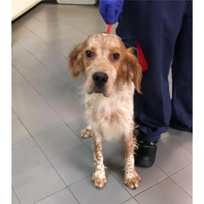 Broder, bianco arancio male 3yo English Setter for adoption at Canile della Muratella, Roma
