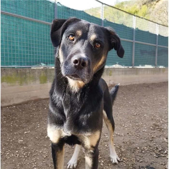 Lucignolo, Nero Focato male 3yo mixed breed for adoption at Canile della Muratella, Roma